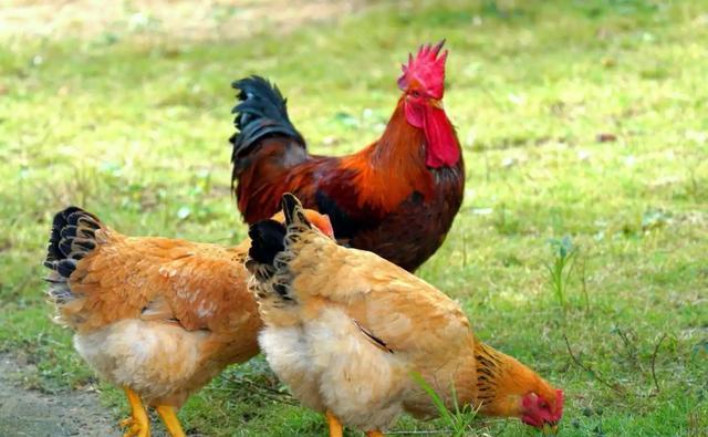 老话说的“鸡不过六、犬不过八”有没有科学依据?