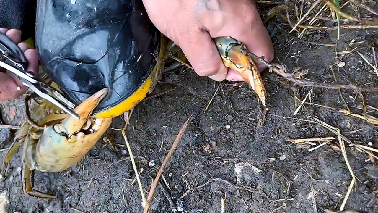 卷腹|男子钓鱼偶遇“斤级”大螃蟹，一脚踩住却遭反击，最终含泪割鞋