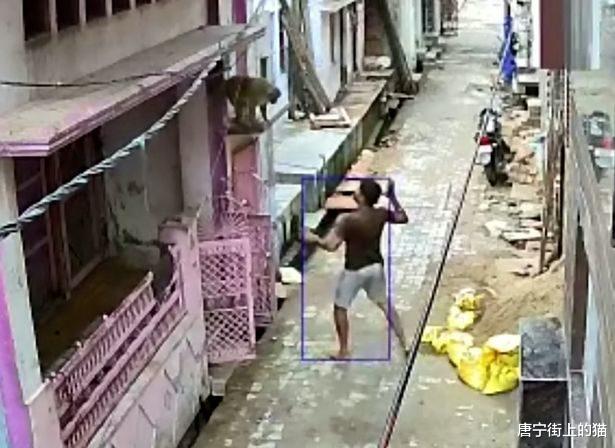男子向猴子投掷石块，被猴子报复，人类如何与动物和平相处？