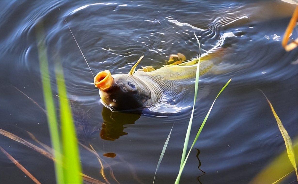 饵料|夏季钓鱼难度加倍，不妨从4个“大方向”着手调整，渔获更有保证