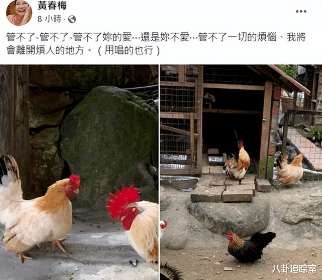 大S|没完了?大S具俊晔在台结婚在即,S妈以死相逼,张兰讽刺其太自我