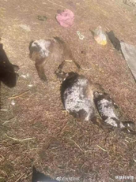 沈阳3条狗进村袭击11只羊,6只死亡,有的被被掏肛,咬人怎么办?