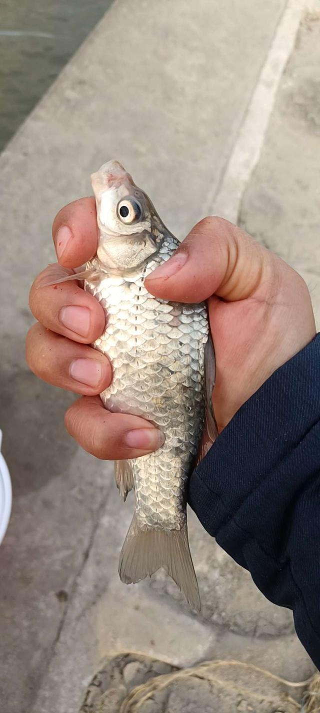 鲫鱼|人随鱼变，眼随漂变。