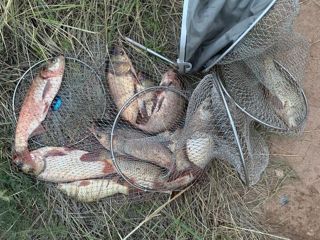 鲢鳙|秋季野钓鲢鳙,和夏天有什么区别?做好这些调整,抓住上鱼黄金期