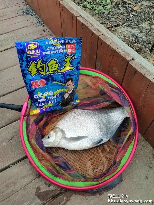 鳊鱼|新年鱼运好，细线擒草鳊