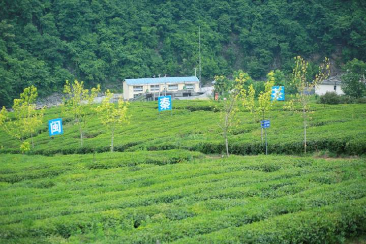 红色旅游|看巴山茶园美景见证美丽乡村及茶旅融合产业链