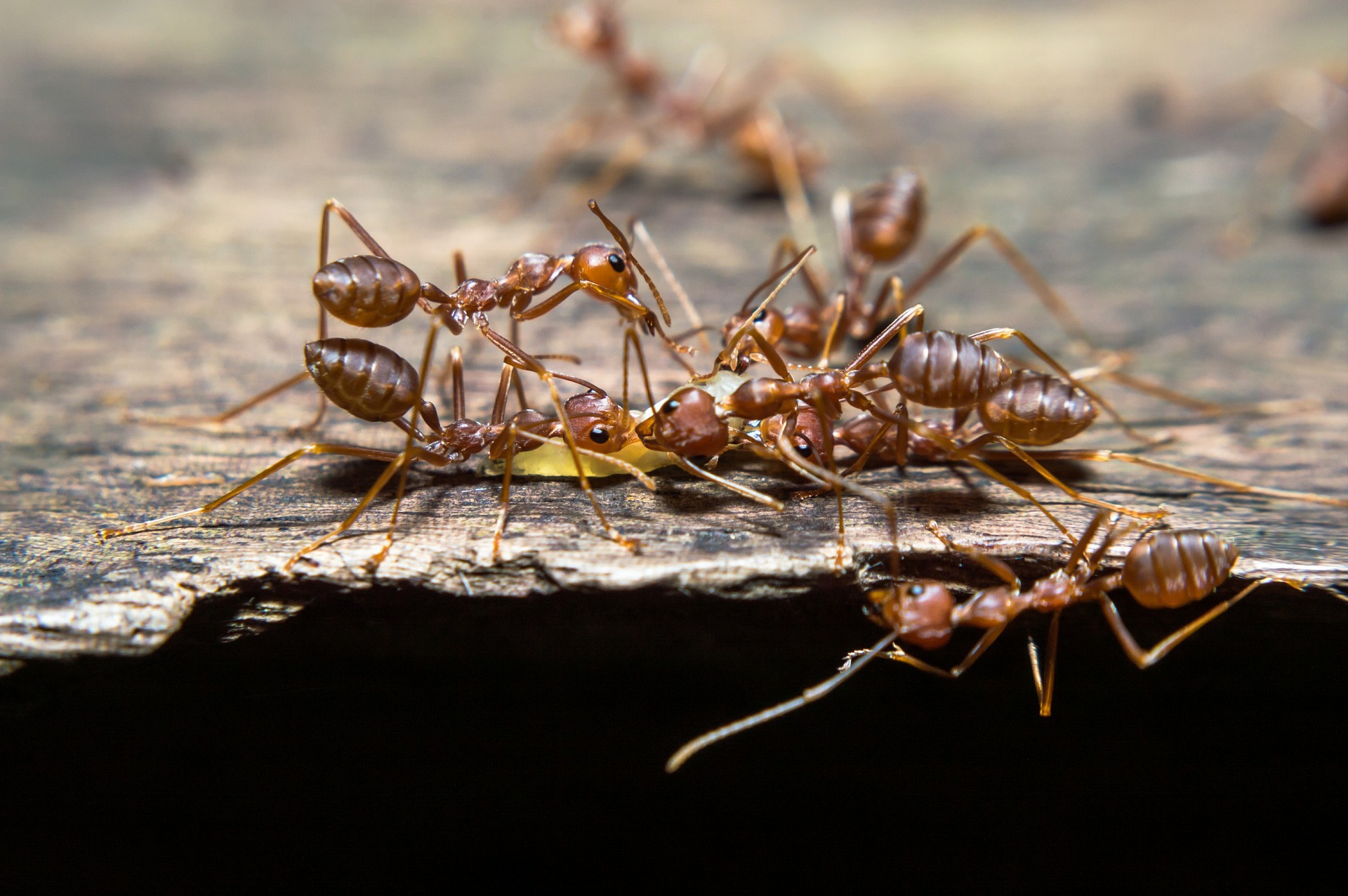为什么说蚂蚁是地球上进化得最成功的生物?它们不仅会种地,还会放牧