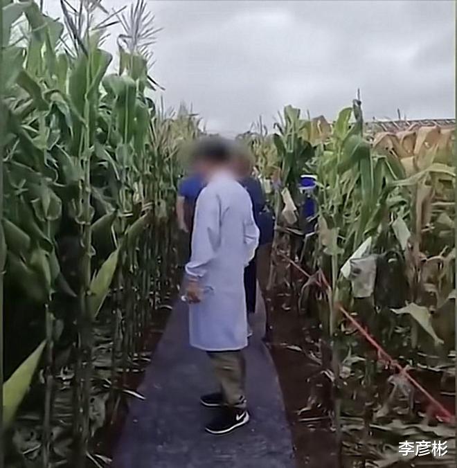 专家踩地毯考察玉米地?回应来了:并非地毯,系雨后防滑铺的土工布
