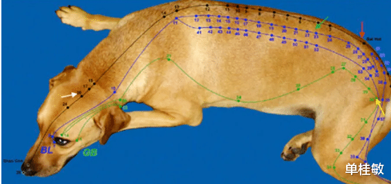 黄帝内经|针灸原本就是中国的国粹