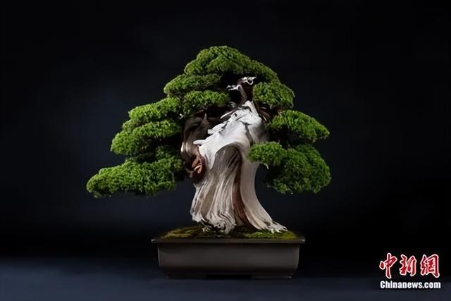 日本盆栽大师小林国雄:“小盆栽”如何蕴藏“大世界”