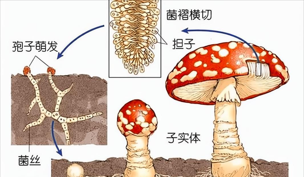 世界上最大的生命体是什么?存活2400多年,占地近9平方公里
