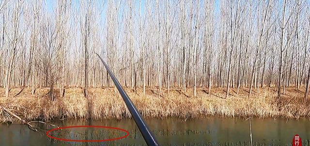 空军|初春钓鱼经常空军？莫错怪饵料，及时调整思路才是关键