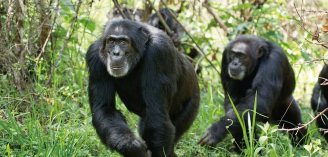 黑猩猩首次被发现吃掉大猩猩，科学家：人类或是“罪魁祸首”