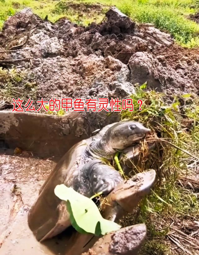 广东老乡请人清淤,竟挖出三十斤“老鳖精”,老乡:希望卖3万