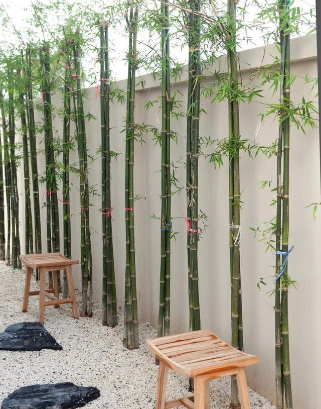 独门独院，地上2层楼带50㎡私家花园，铺汀步种竹子，我是真喜欢