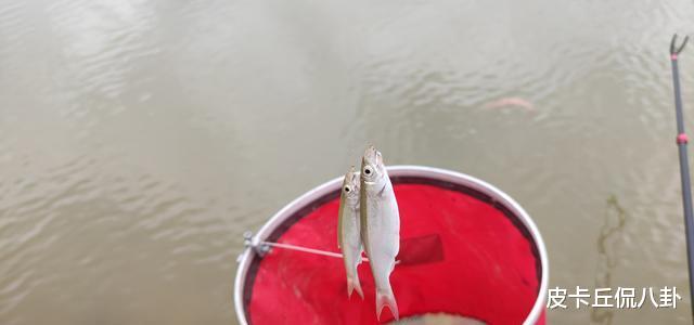 立夏|还在为小杂鱼闹钩而心烦？试试这个办法吧，专钓底层大板鲫