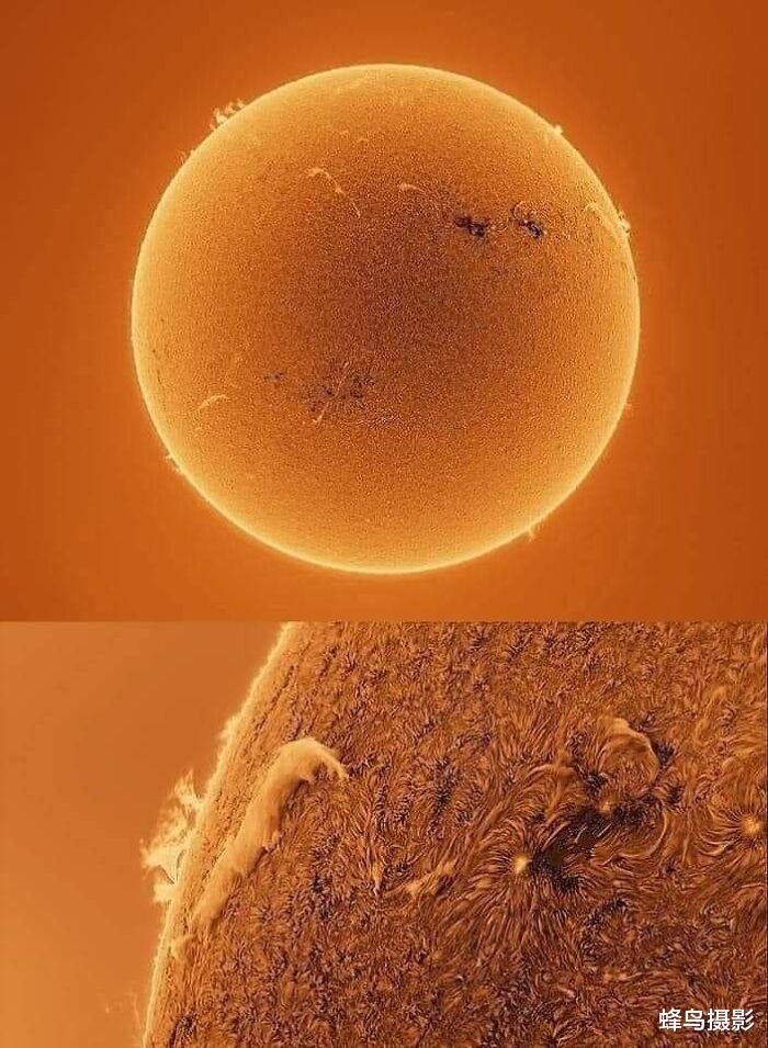 32张活久未见的照片,1200万年前的螳螂,15米长的泰坦巨蟒
