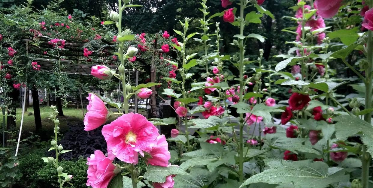 世界上有没有黑花植物?为什么?