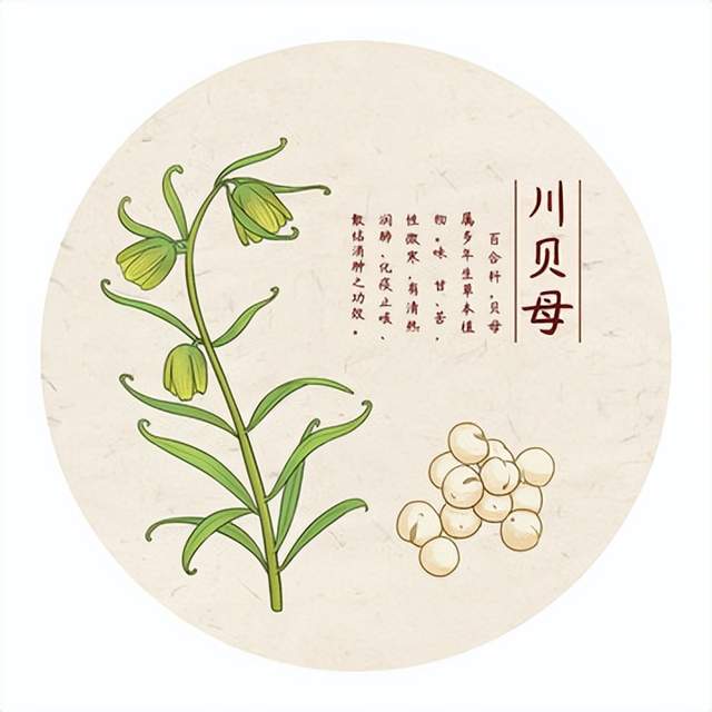 运动|秋季干燥,分享中药——川贝母,清肺热、润肺燥、止痰咳