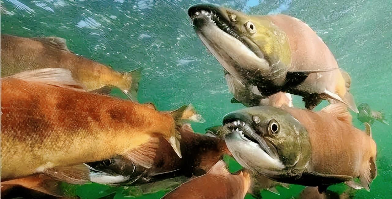 贝加尔湖水量比江河还大,那如此丰富的水量,能滋养出多大的生物