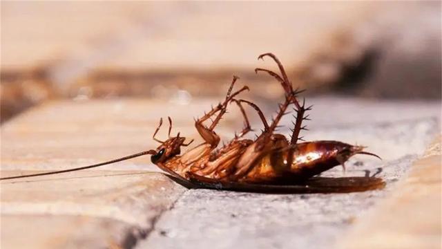 没了头还能活18个月!6种断头还能动的生物,完全超出人类想象