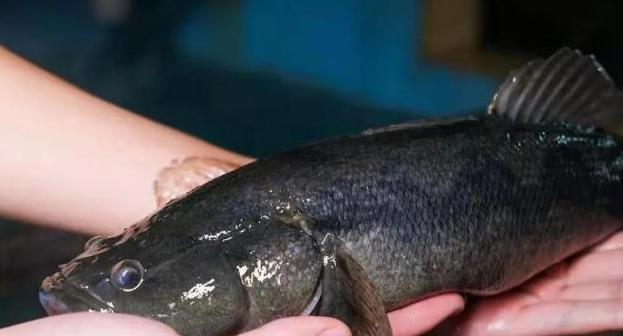 笋壳鱼|让钓鱼人咬牙切齿的“趴地虎”最大能长到多大？真的没有价值吗？