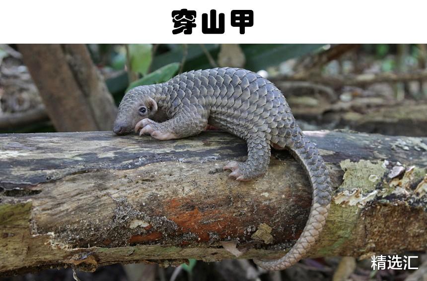 很多人没有听说过的5种已经濒临灭绝的奇特动物