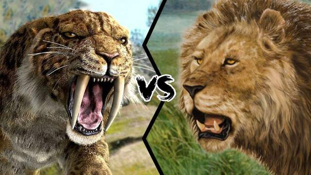 剑齿虎vs残暴狮，谁才是真正的史前猫科一哥？