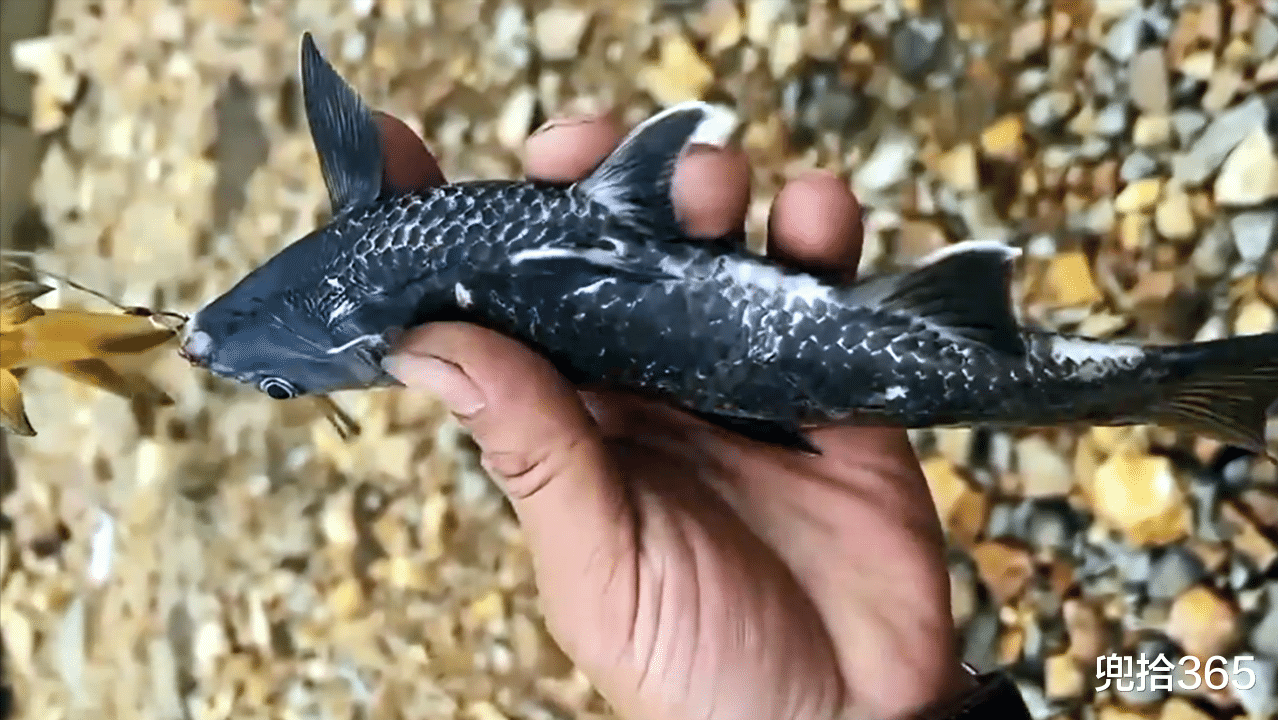 |是清道夫劈腿还是鲫鱼出轨?男子钓了半辈子鱼,被一黑鱼弄懵圈了