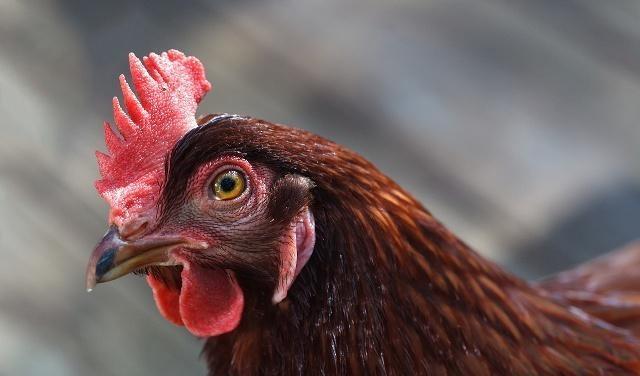 茯苓|鸡身上的这3个器官，免费给也别要，可很多人还喜欢吃！