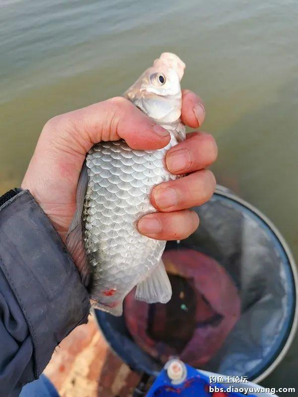 |冬钓饵料选得好,板鲫一样不会少