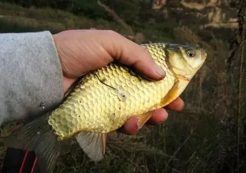 饵料|深冬按照这几个秘诀来钓鱼,高效有用,连上大鲫鱼不是事