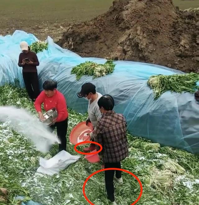 安徽村民腌制酸菜时穿鞋踩踏，官方回应：网传视频情况属实