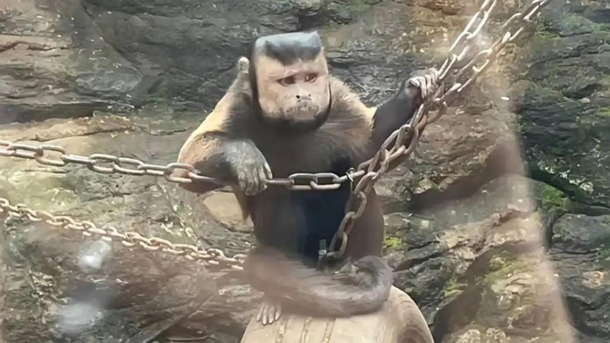 “国字脸”猴跟人撞脸！巴拿马猴会用石器，地球要进入第二文明？