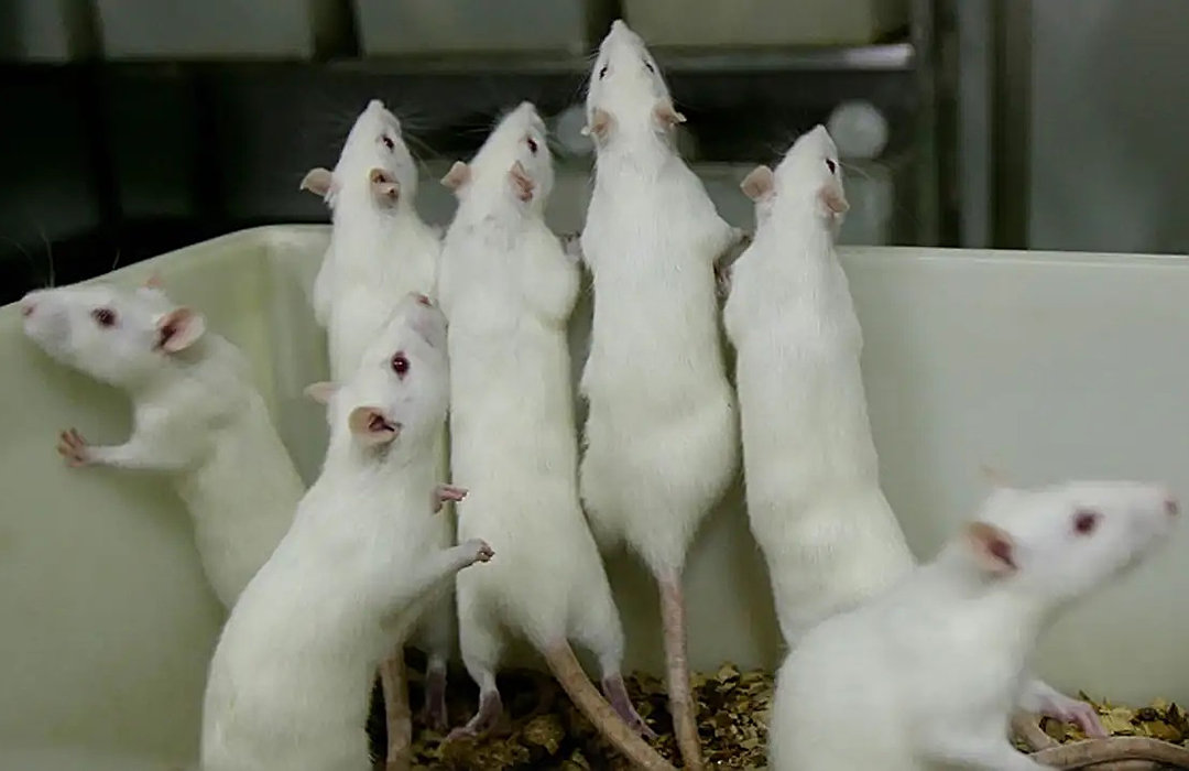 ?可怕的25号宇宙：老鼠的“乌托邦”实验，600天后变成末日