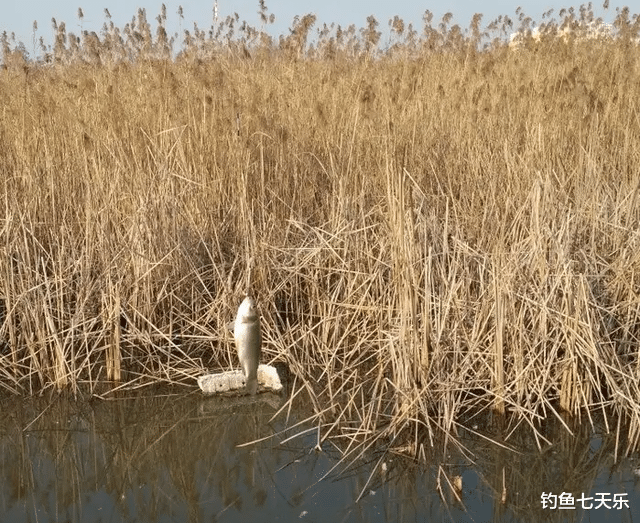 大板鲫|春季“大板鲫”难钓,可以试试这几招,大鲫鱼很快进窝