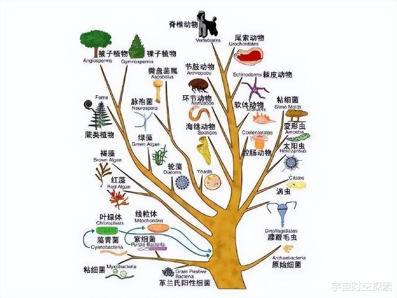 如今的黑猩猩为何没有进化成人?难道进化论是伪科学?