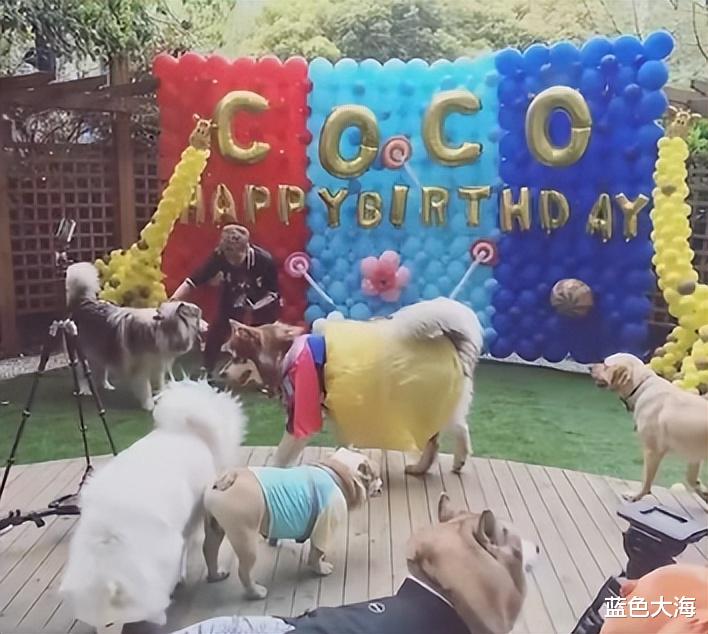 王思聪|王思聪一次次向我们证明，有钱真的可以为所欲为