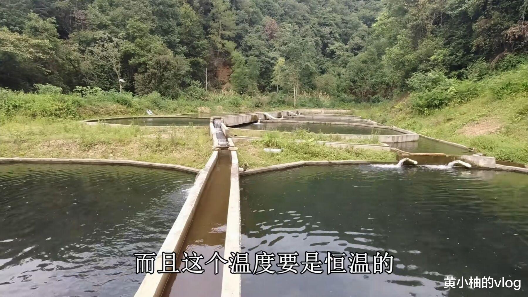 大叔花7000元卖5亩地,建10个偏门水池,一次出货赚40多万
