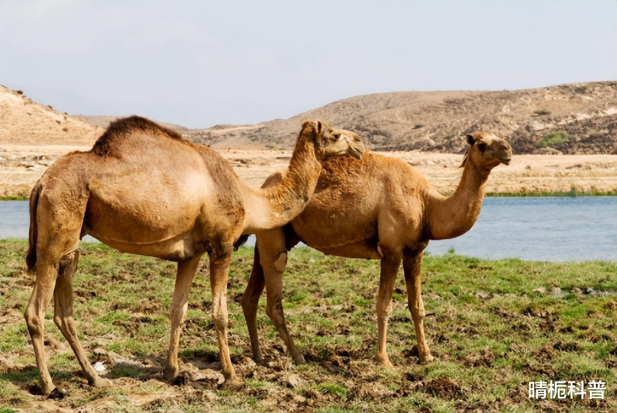 |竟有骆驼会被渴死!为啥当地人不敢碰渴死的骆驼?碰了又有啥后果
