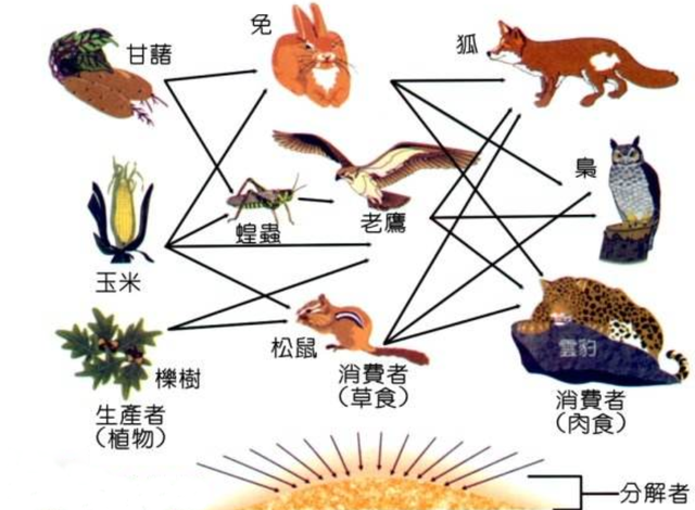 如果全世界的老鼠突然死光,会怎么样?人类也将遭受灭顶之灾?