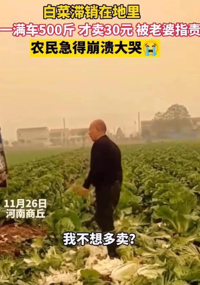 因500斤白菜卖30元痛哭系摆拍,当事人:拍着玩的,就是想涨涨粉