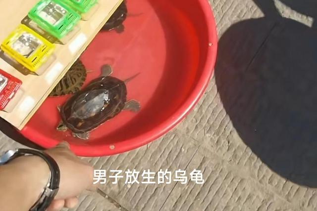 男子200块钱买乌龟放生,被商家捞出来再次售卖,网友:我也买了