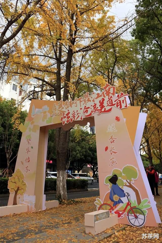 杭州|枫桥路的红枫渐入佳境,道前街的银杏黄到鼎盛,去去去!
