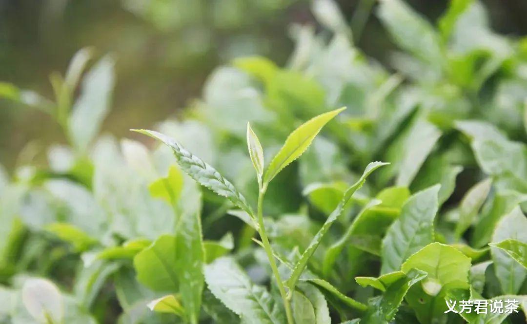 运动|春茶季不能不喝的四大品类，爱茶人经常喝，不懂茶的人要知道