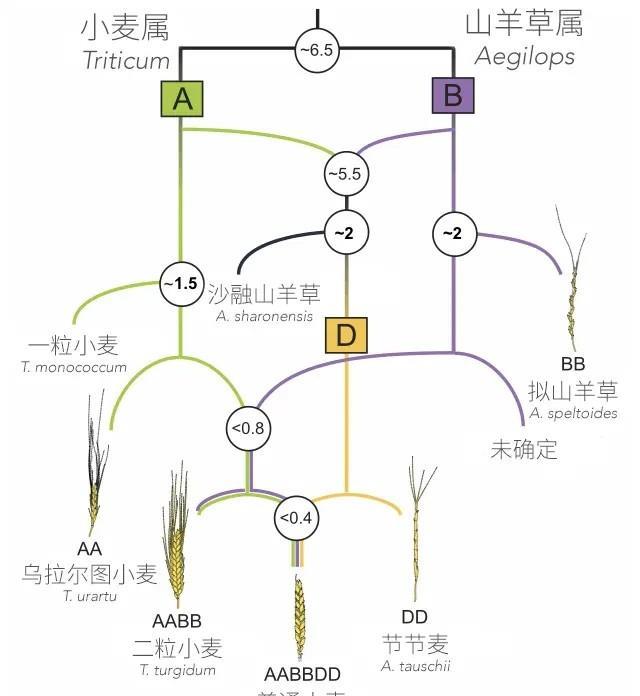 从西亚到中国, 从山羊草到栽培小麦, 史前一万年发生了怎样的演化