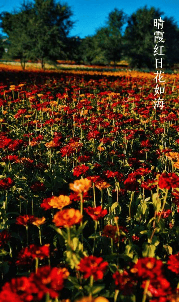 杭州|“康巴什之秋” 颇有姿色,最令人向往的城市,带你一起去看秋色