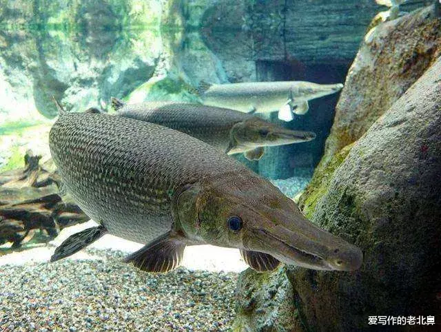 “水怪”鳄雀鳝究竟有多可怕?