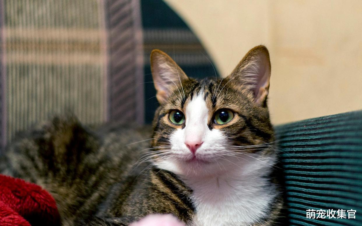 让家长闻之丧胆的猫疾病猫瘟，如何预防猫瘟，猫瘟的症状是什么？
