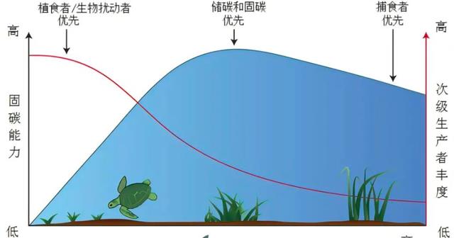 澳洲海神草:小小一棵“草”成了世界最大生物体,却还受到了威胁